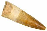 Real Fossil Spinosaurus Tooth - Beautiful Enamel Preservation #381010-1